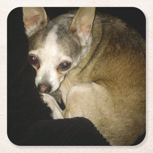 Chihuahua Dog Drink Untersetzer (Vorderseite)