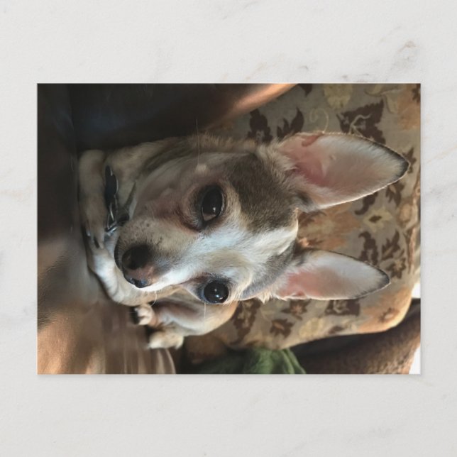 Chihuahua Dog Postcard Postkarte (Vorderseite)