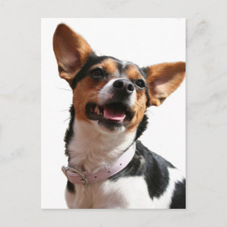 Chihuahua Dog Postcard Postkarte