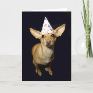 Chihuahua Dog Teil Hat Geburtstag Grußkarte Karte
