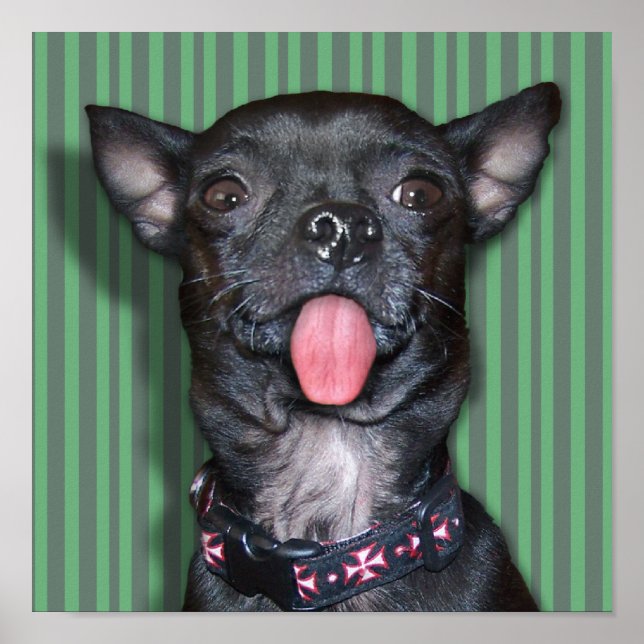 Chihuahua Dog Tongue Poster (Vorne)