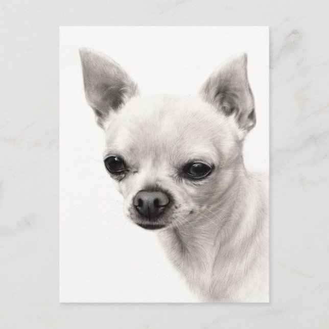 Chihuahua Face Study Hand Painted Artwork Postkarte (Vorderseite)