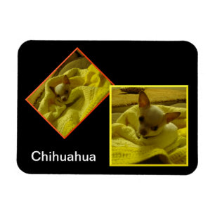 Chihuahua Flexible Foto Magnet