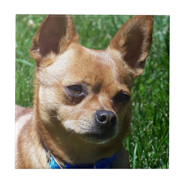 Chihuahua Fliese (Vorderseite)
