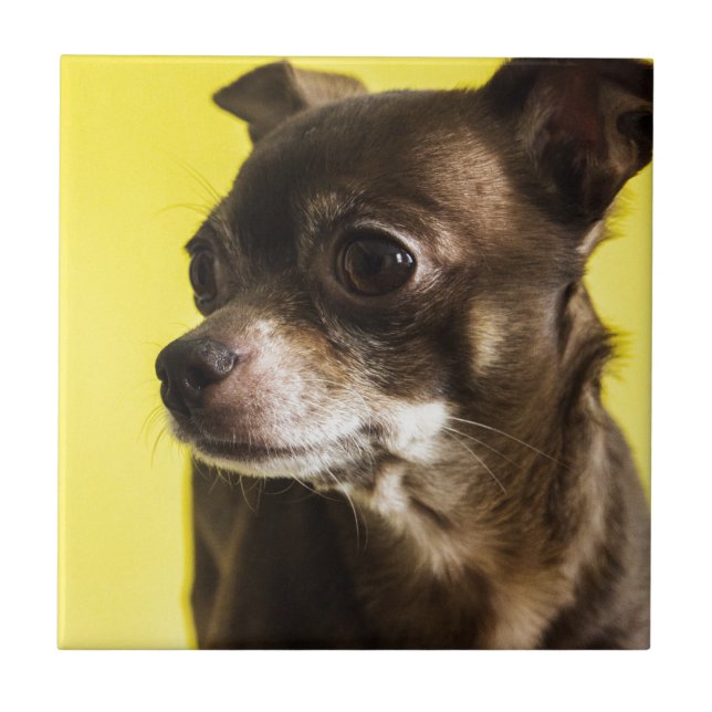 Chihuahua Fliese (Vorderseite)