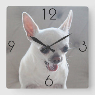 Chihuahua Foto Large Square Wall Clock Quadratische Wanduhr