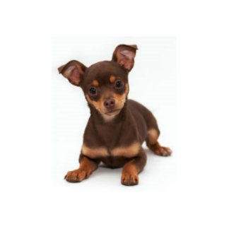 Chihuahua-Foto-Skulptur Freistehende Fotoskulptur