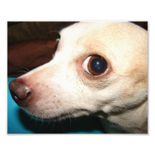 Chihuahua Fotodruck