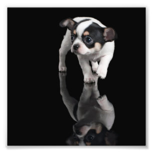 Chihuahua Fotodruck