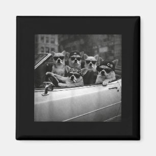 Chihuahua Gangster Hund Straße Lustiger Chihuahua Magnet