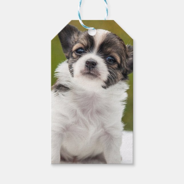 Chihuahua Geschenkanhänger (Vorderseite)