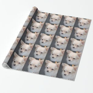 Chihuahua Geschenkpapier