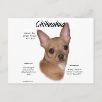 Chihuahua (glatt) Geschichtsdesign