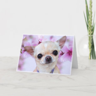 Chihuahua-Grußkarte Karte