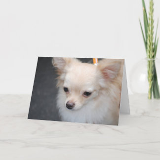 Chihuahua Grußkarten Karte