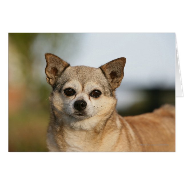 Chihuahua Headshot (Vorderseite (Horizontal))