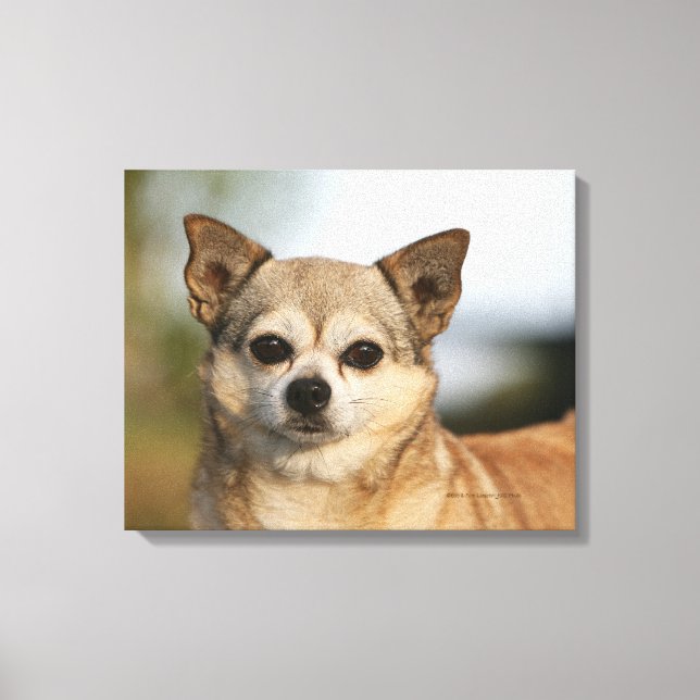 Chihuahua Headshot Leinwanddruck (Vorderseite)