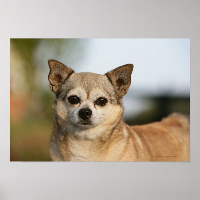 Chihuahua Headshot Poster (Vorne)
