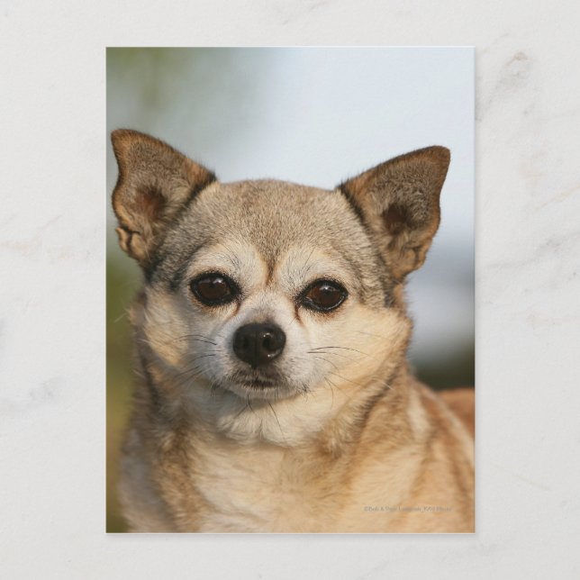 Chihuahua Headshot Postkarte (Vorderseite)