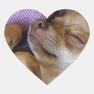 Chihuahua Herz-Aufkleber