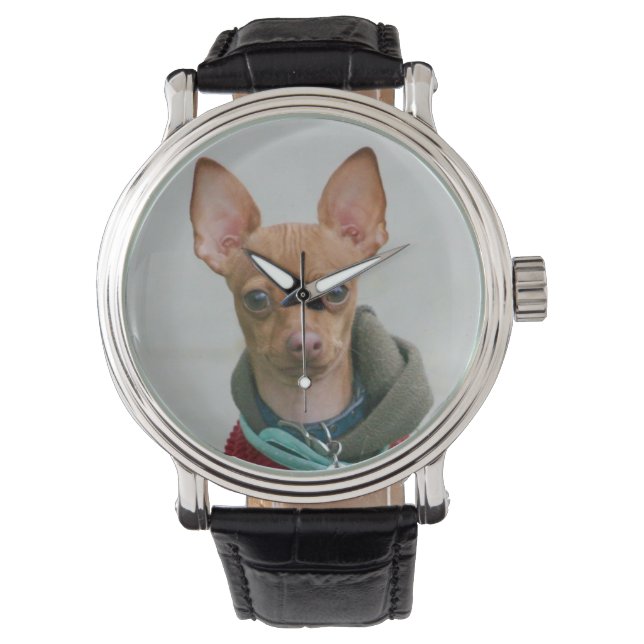 Chihuahua-Hund Armbanduhr (Vorderseite)