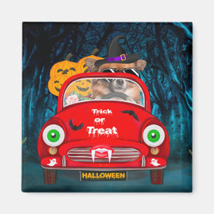 Chihuahua Hund fährt Auto Gruseliges Halloween  Magnet