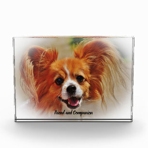 Chihuahua-Hund. Fotoblock