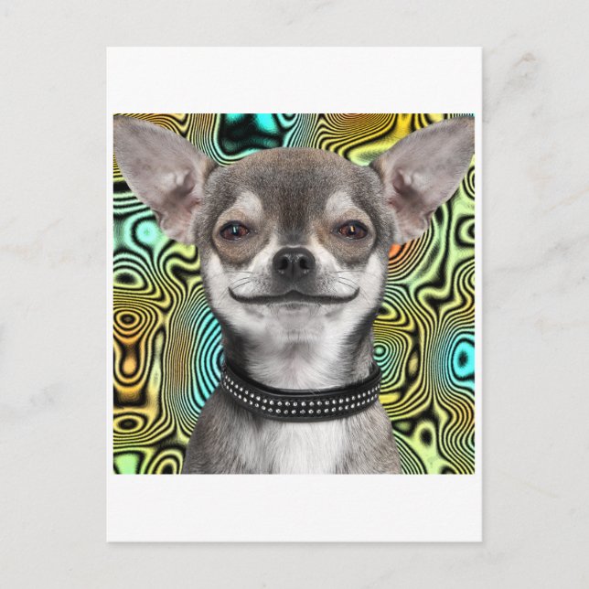 Chihuahua-Hund lächeln Postkarte (Vorderseite)