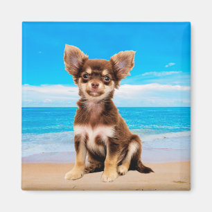 Chihuahua Hund sitzt am tropischen Strand Magnet