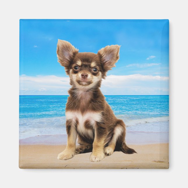 Chihuahua Hund sitzt am tropischen Strand Magnet (Vorne)