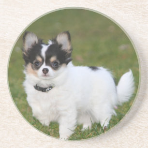 Chihuahua Hund stehend auf einem grünen Rasen Getränkeuntersetzer