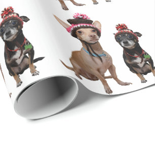 Chihuahua-Hunde in Hüten Geschenkpapier