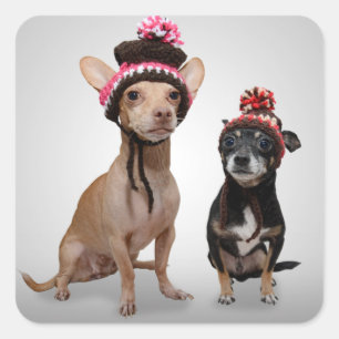 Chihuahua Hunde mit Hats-Foto Quadratischer Aufkleber