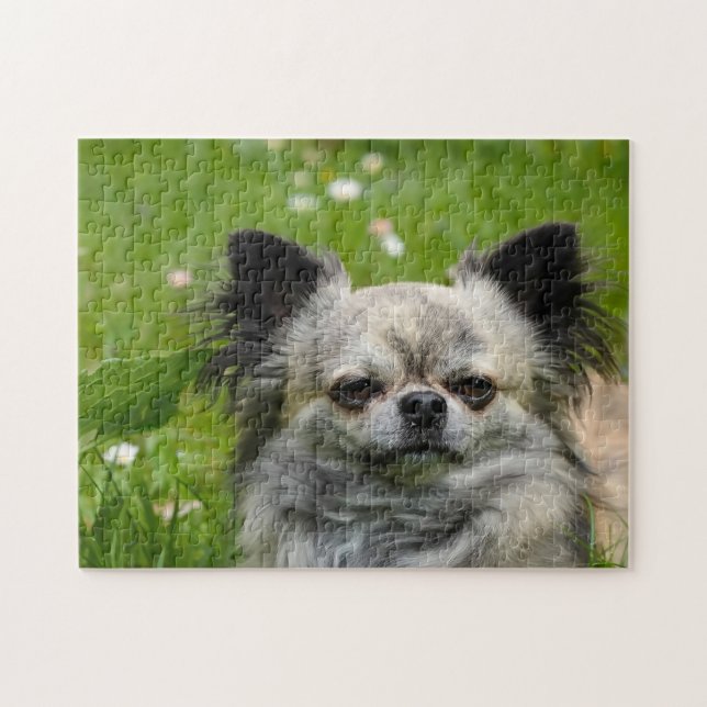 Chihuahua Hunde. Puzzle (Horizontal)