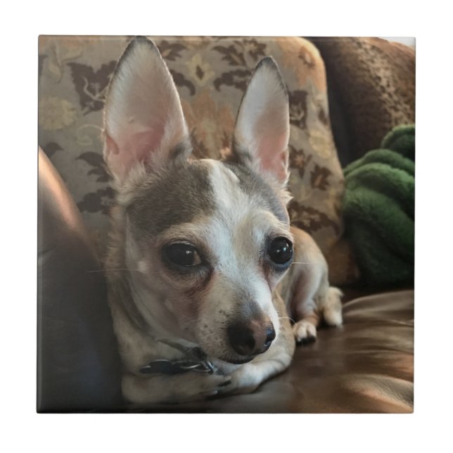 Chihuahua-HundeKeramik-Fliese Fliese (Vorderseite)