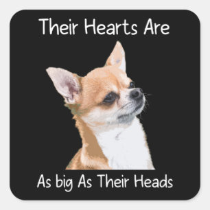 Chihuahua ihre Herzen sind so groß wie ihre Köpfe Quadratischer Aufkleber
