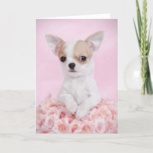 Chihuahua im Rosa mit Rosen Karte