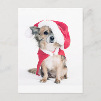 Chihuahua im Weihnachtskostüm Postkarte