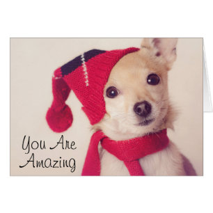 Chihuahua im Winter Cap