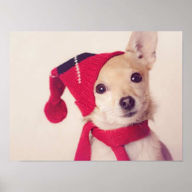 Chihuahua im Winter Cap Poster (Vorne)