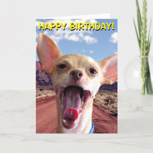 Chihuahua in desert birthday card karte