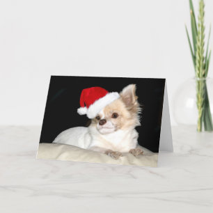 Chihuahua in einer Weihnachtsmannmütze Feiertagskarte