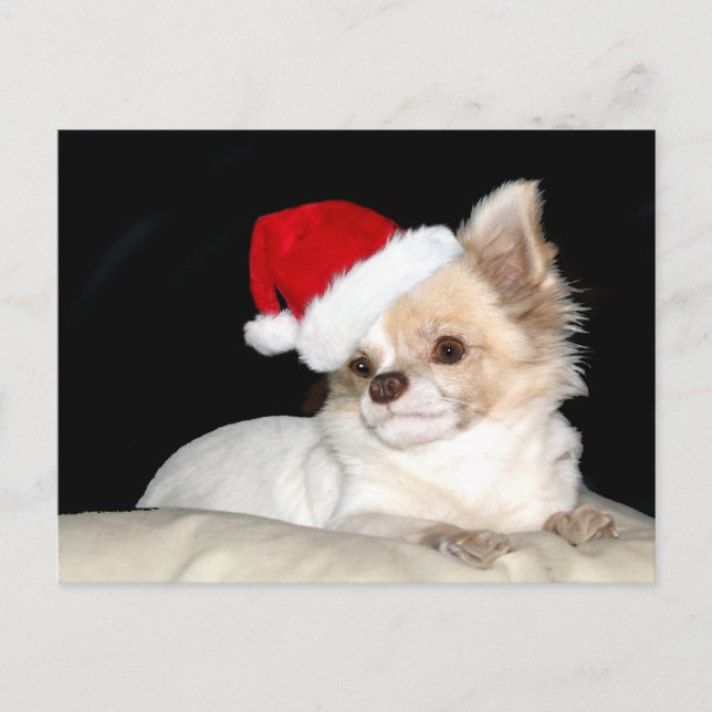 Chihuahua in einer Weihnachtsmannmütze Feiertagspostkarte (Vorderseite)