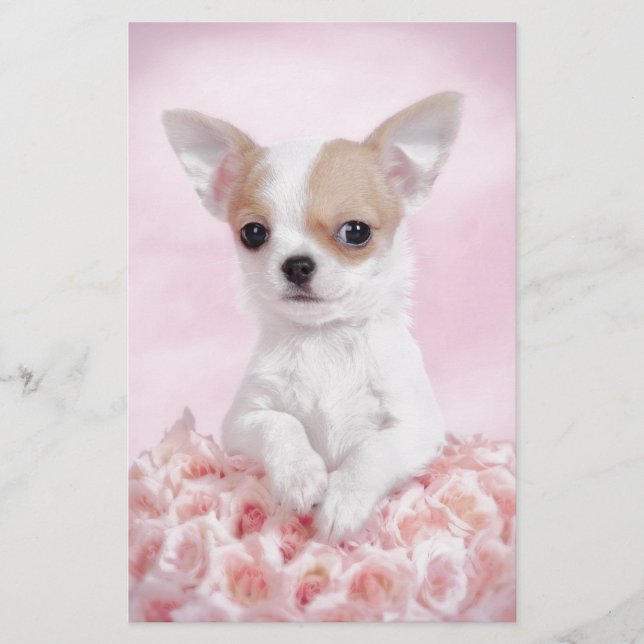 Chihuahua in Rosa mit Rose Briefpapier (Vorderseite)