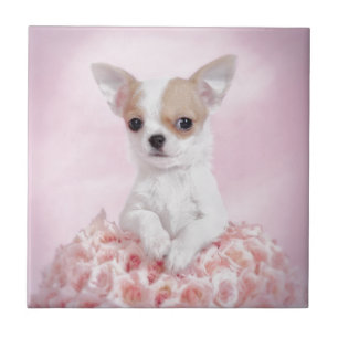 Chihuahua in Rosa mit Rose Fliese