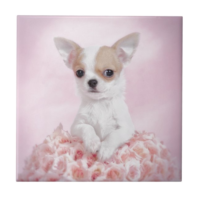 Chihuahua in Rosa mit Rose Fliese (Vorderseite)