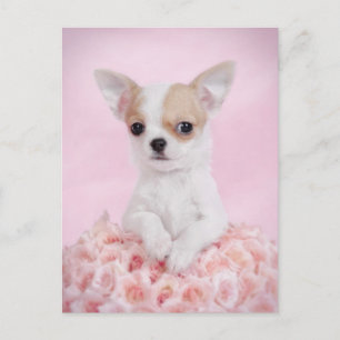 Chihuahua in Rosa mit Rose Postkarte