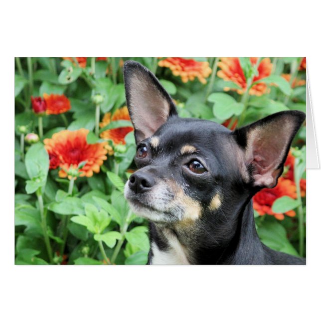 Chihuahua - Isabella - Foto 41 (Vorderseite (Horizontal))