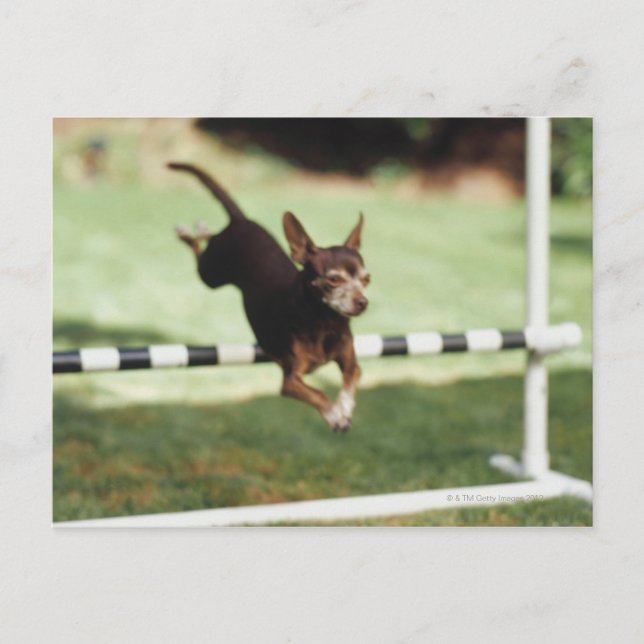 Chihuahua Jumping Hurdle Postkarte (Vorderseite)