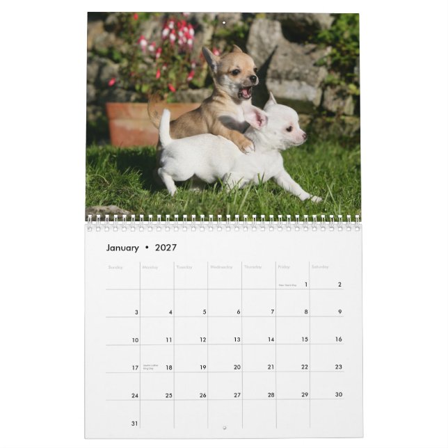 Chihuahua Kalender (Jan 2027)